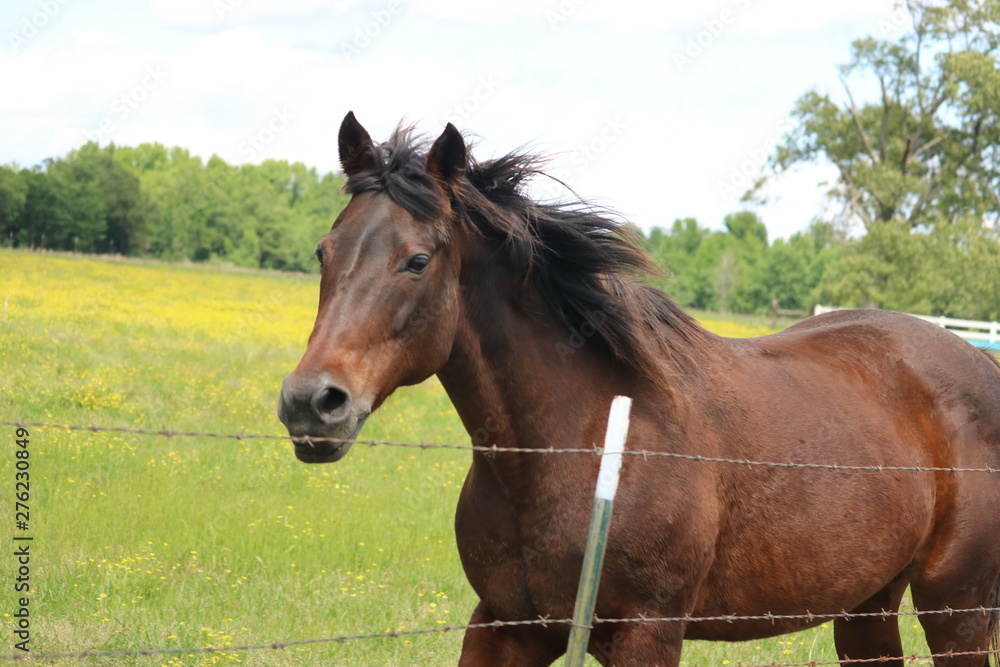 Fototapeta premium horse