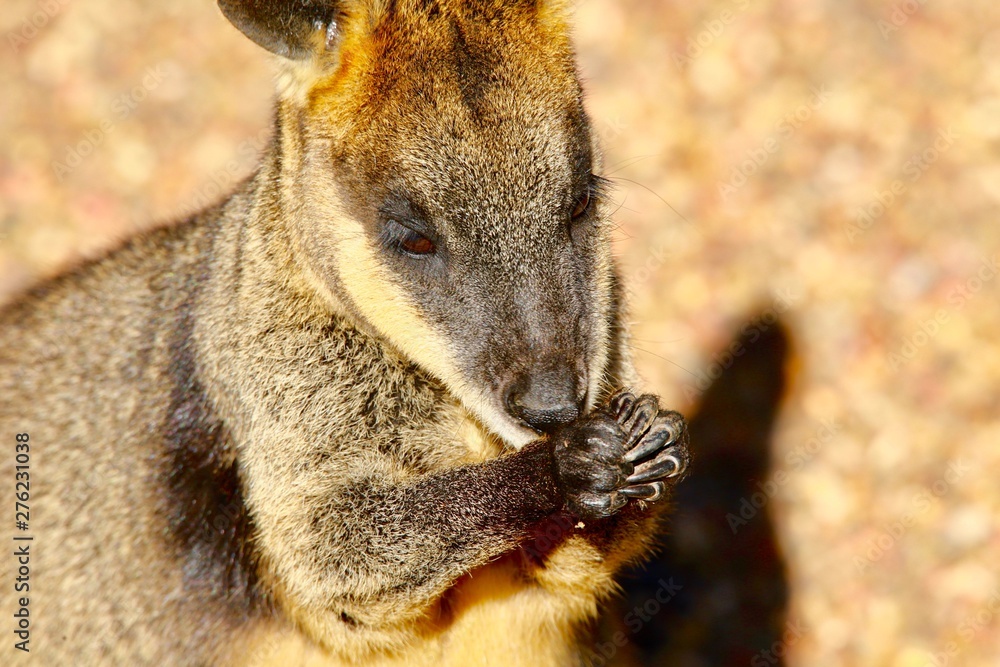 Naklejka premium young kangaroo