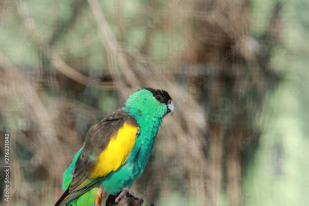 Obraz premium parrot