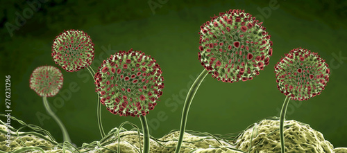 Microscopic image of growing molds or mold fungus and spores - 3d illustration