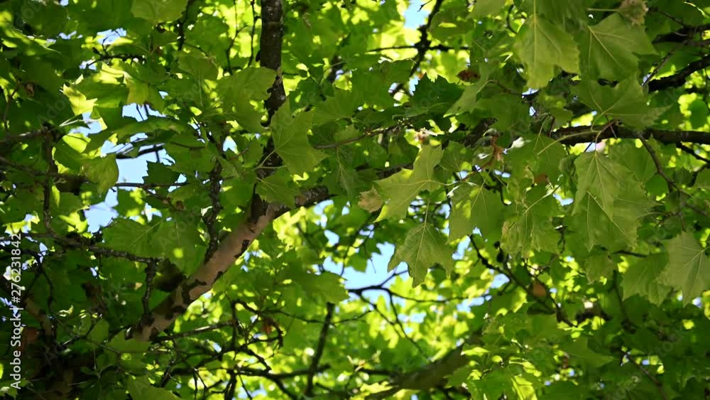 Leaves on a tree blowing in the wind Leaves on a tree blowing in the wind