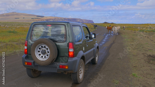 CLOSE UP: Tourist in a green SUV stops on the road blocked by wild cattle.