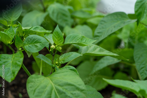 Close-up, the beginnings of pepper and the beginning of life.