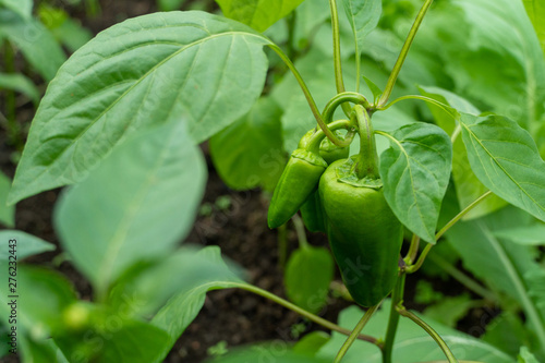 Young pepper grows in a greenhouse. Close up on fresh vegetables.