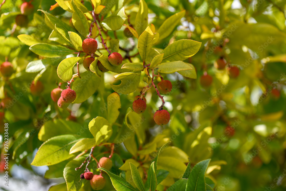 branch of tree with fruits and berries
