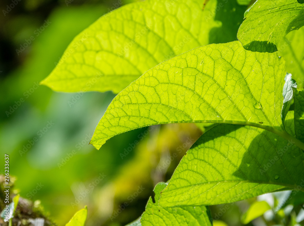 Green leaves, backlit by the setting sun. Green leaves, backlit by the setting sun.