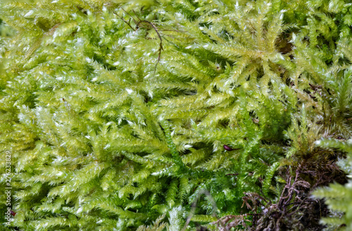 Fluffy soft green moss in the forest.