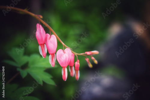 Pink bleeding heart garden plant with dropping heart shaped flowers, dicentra spectabilis photo