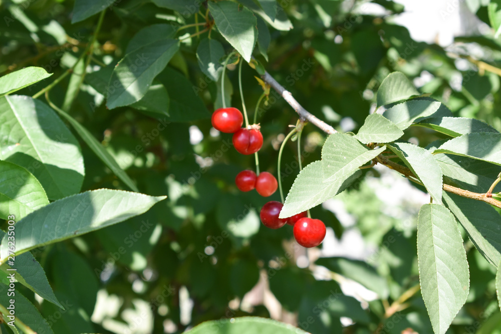 In the orchard, cherries hanging on a cherry tree branch.