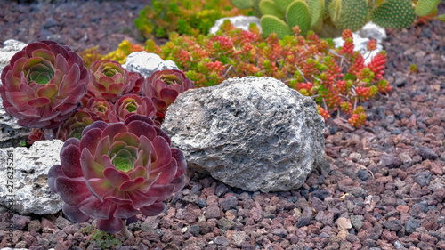 Aeonium or the tree houseleeks plant on volcanic stones background. Exotic floral background with copy space. Tropical summer template. Popular Succulent in horticulture. Garden decoration. photo