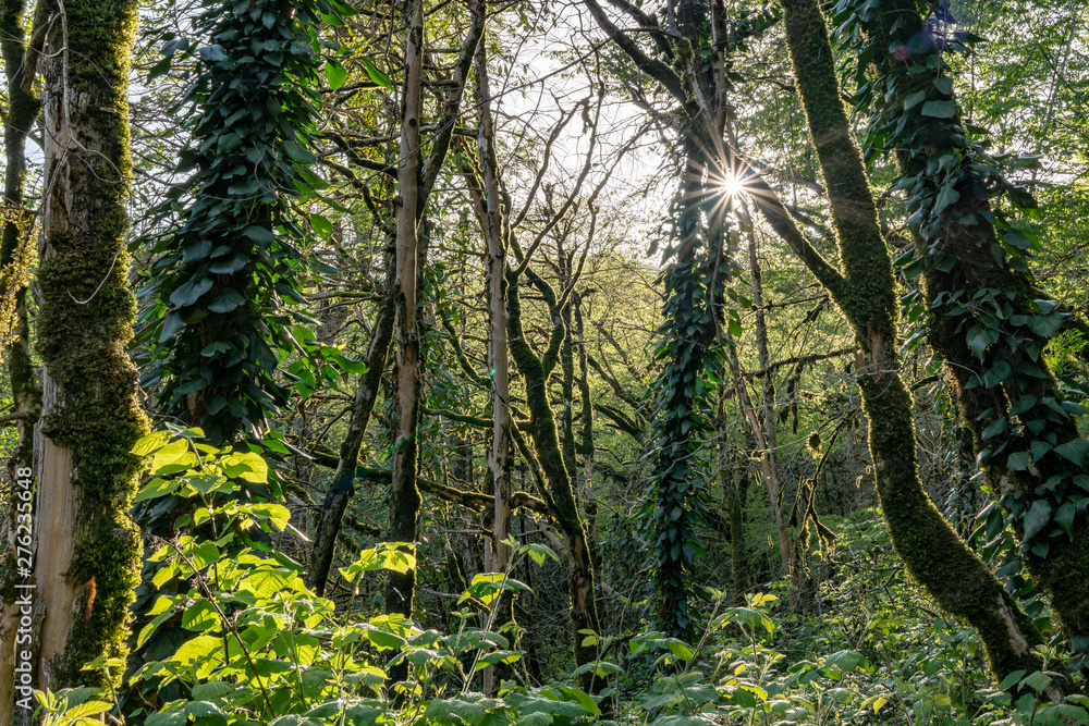 Sun through trees overgrown with moss in dense rainforest Sun through trees overgrown with moss in dense rainforest