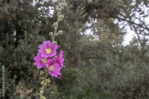 Close-up shoot of bristly hollyhock flower. Blurred Background photo