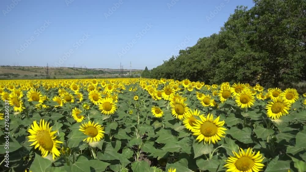 Panoramic view of the sunflowers growing in the summer on the field along the road in the village near the city of Odessa in Ukraine Panoramic view of the sunflowers growing in the summer on the field along the road in the village near the city of Odessa in Ukraine