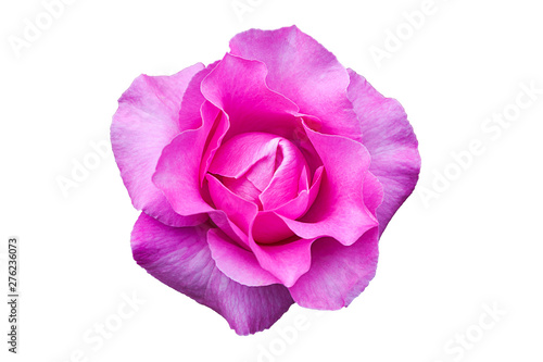 Pink rose of perfect shape on white isolated background