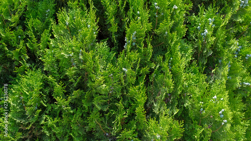 Closeup of green leaves of Thuja trees in sunny day. Green Thuja occidentalis, Chinese or twig tree background. Evergreen coniferous christmas tree. 