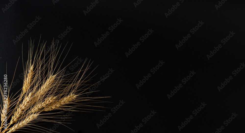 A few of perfect golden spikelets of the wheat with grains on the black background. A few of perfect golden spikelets of the wheat with grains on the black background.
