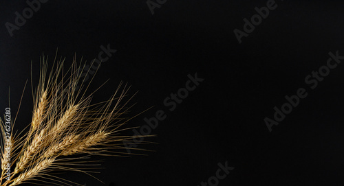 A few of perfect golden spikelets of the wheat with grains on the black background. 
