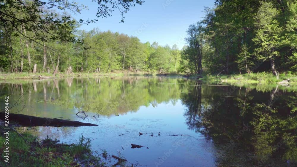 Static shot of the lake. Beautiful small lake on a sunny morning. Lots of trees around. In the foreground lies an old tree in the water. Static shot of the lake. Beautiful small lake on a sunny morning. Lots of trees around. In the foreground lies an old tree in the water.