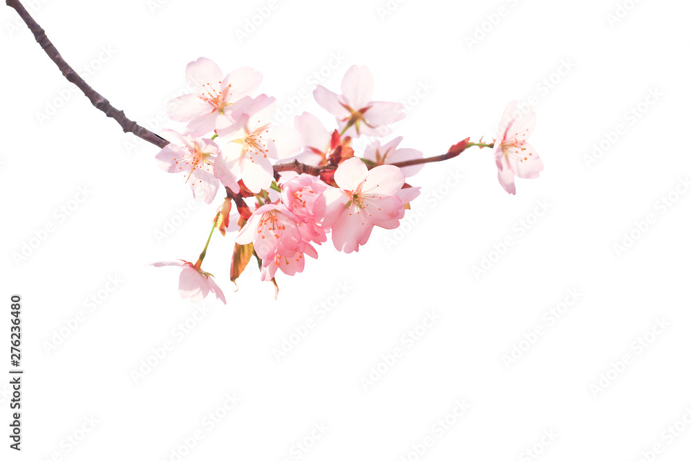 Obraz premium Sakura branch isolated on white background