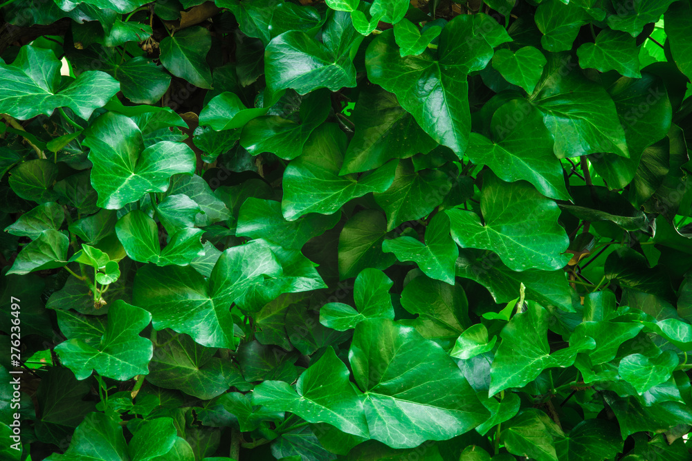 wall of the green leaves nice background photo wall of the green leaves nice background photo