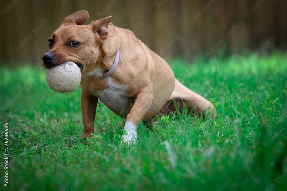 Dog Playing with a Ball