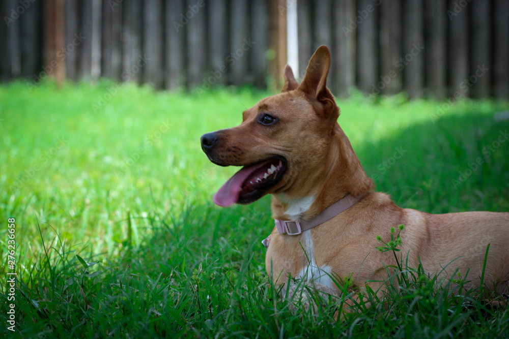 Portrait of a Rescue Dog in the Grass Smiling Portrait of a Rescue Dog in the Grass Smiling