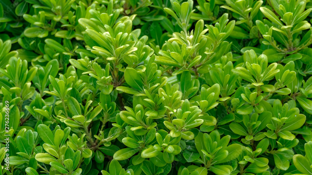 Closeup of leaves of green shrub in sunny day. Shrub with fresh green small leaves background. Evergreen plant for decoration garden, patio. Beautiful background for spring, summer design. Closeup of leaves of green shrub in sunny day. Shrub with fresh green small leaves background. Evergreen plant for decoration garden, patio. Beautiful background for spring, summer design.