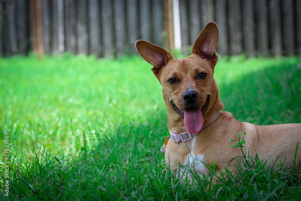 Portrait of a Rescue Dog in the Grass Smiling Portrait of a Rescue Dog in the Grass Smiling