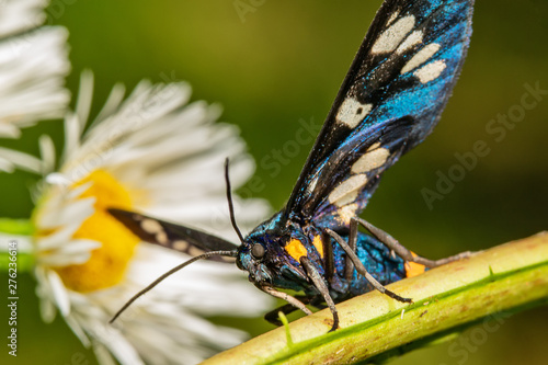 Cuadro en lienzo Nice blue butterfly in nature