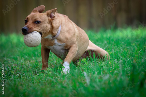 Dog Playing with a Ball