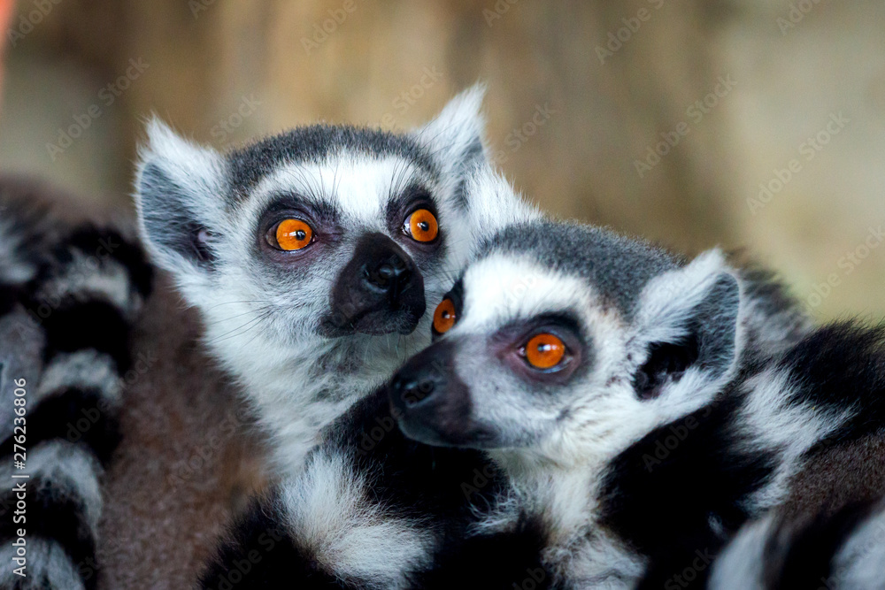 Obraz premium Ring-Tailed Lemurs closeup portrait, a large gray primate with golden eyes