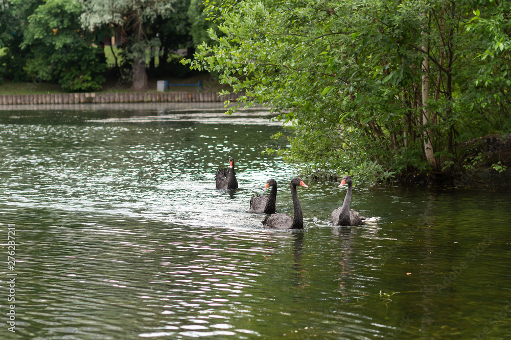 Family of black swans on the lake