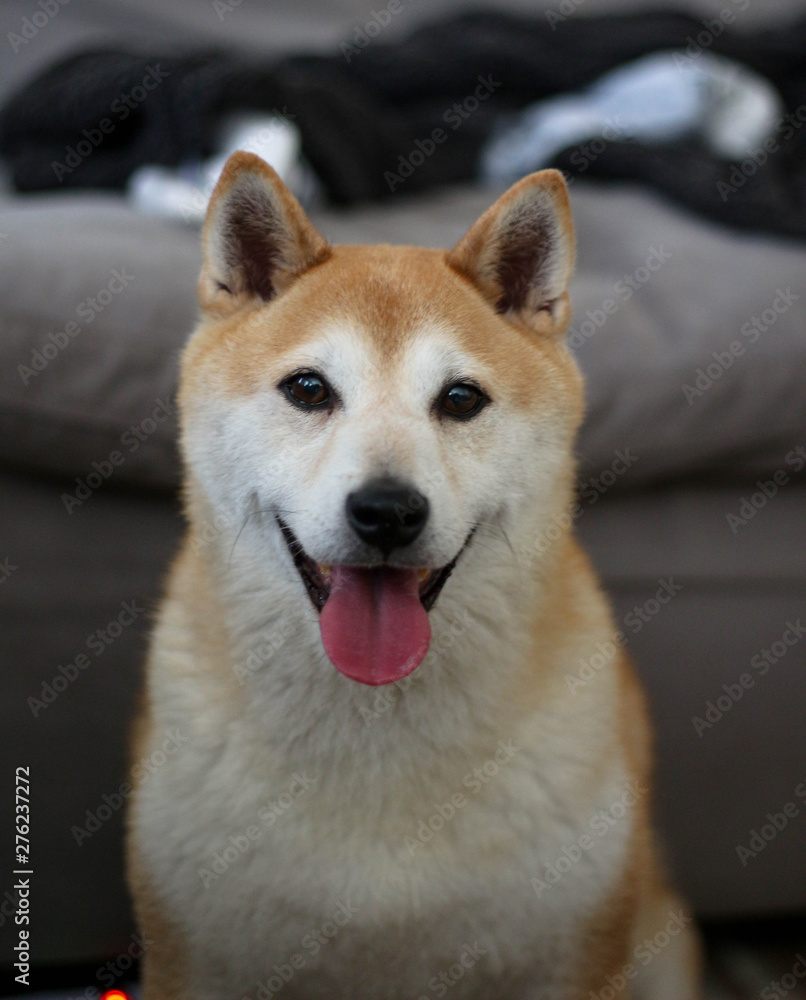 Shiba Inu Portrait / Dog Shiba Inu Portrait / Dog