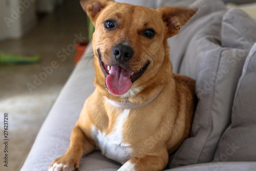 Fototapeta Adorable Happy Smiling Dog on the Couch Sofa