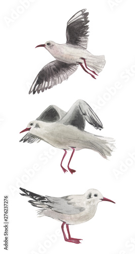 Watercolor set of three gulls in various positions. For compositions on the theme of rest on the coast. Birds on a white background