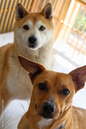Two Dogs / Best Friends  © LifeGemz