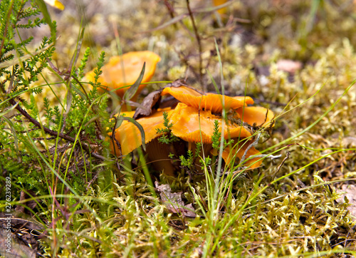 Chanterelle mushrooms in nature in the moss