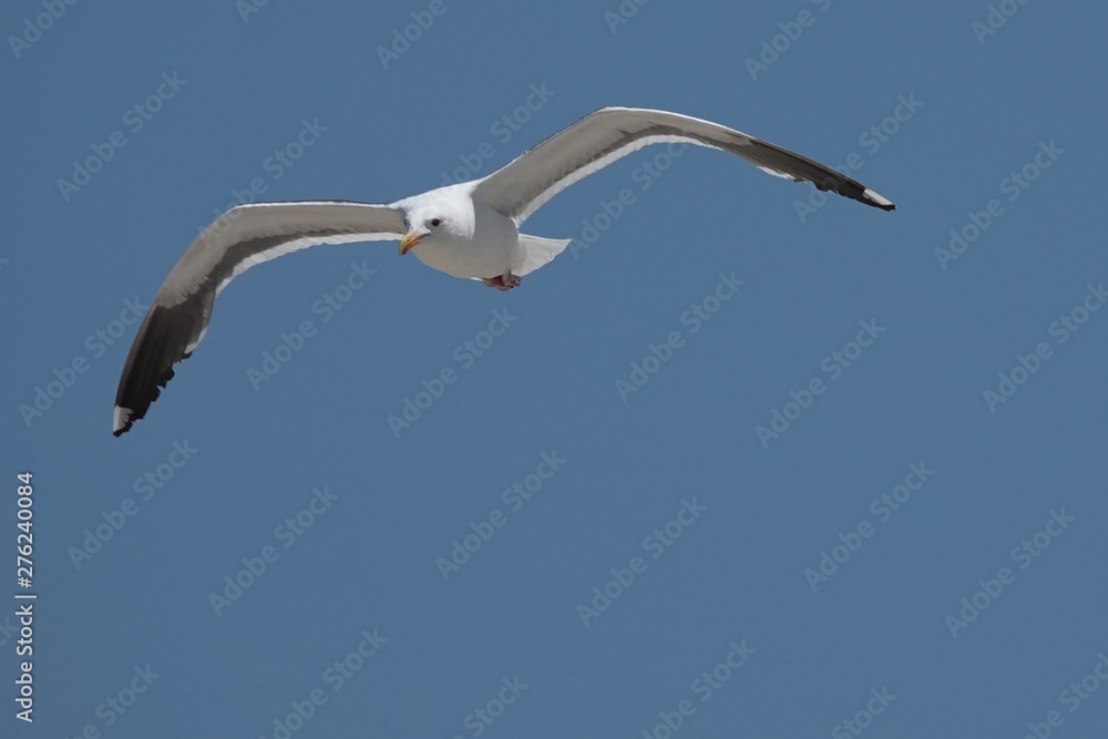 seagull in flight seagull in flight