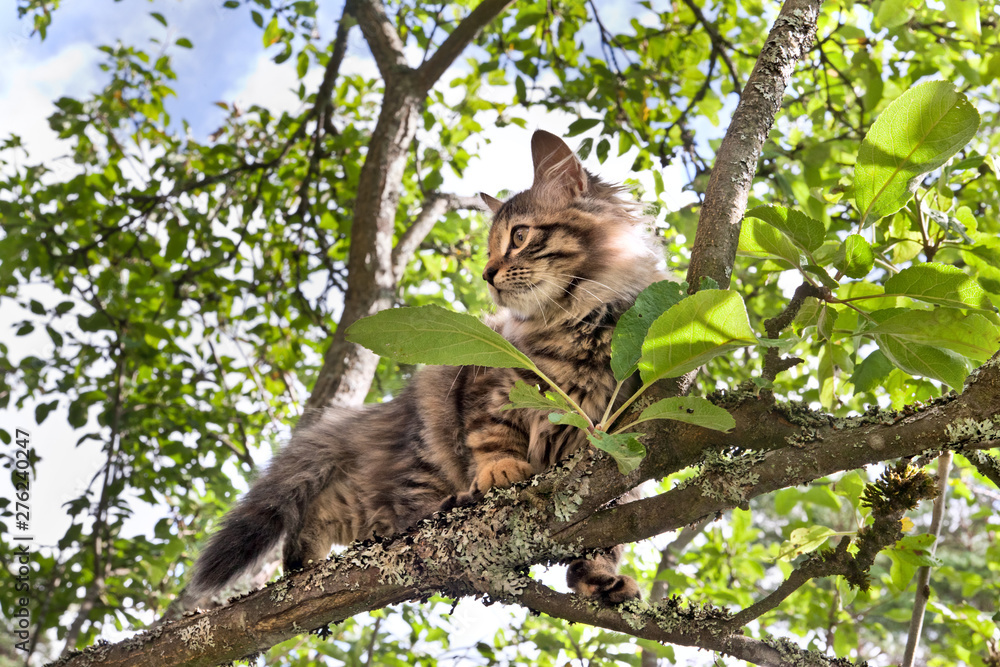 scared tabby kitten sitting on apple tree