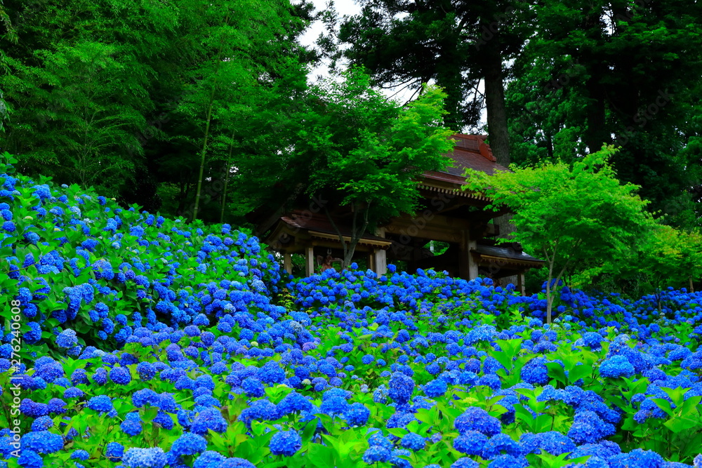 秋田県男鹿市 雲昌寺の紫陽花 Foto De Stock Adobe Stock