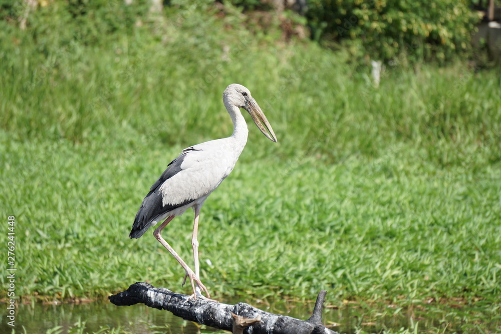 Bird is looking for fish at Phatthalung Thailand. Bird is looking for fish at Phatthalung Thailand.