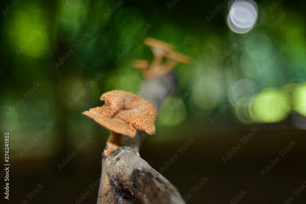 Obraz premium Mushrooms that occur with branches By nature can be eaten