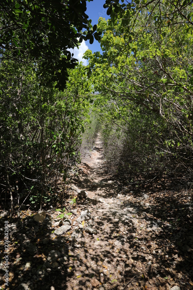 Chemin dans la foret et rayon de soleil Chemin dans la foret et rayon de soleil