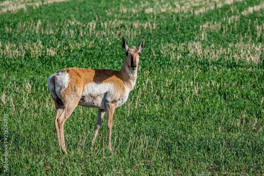 Pronghorn antelope grazing in a field in Saskatchewan, Canada Pronghorn antelope grazing in a field in Saskatchewan, Canada