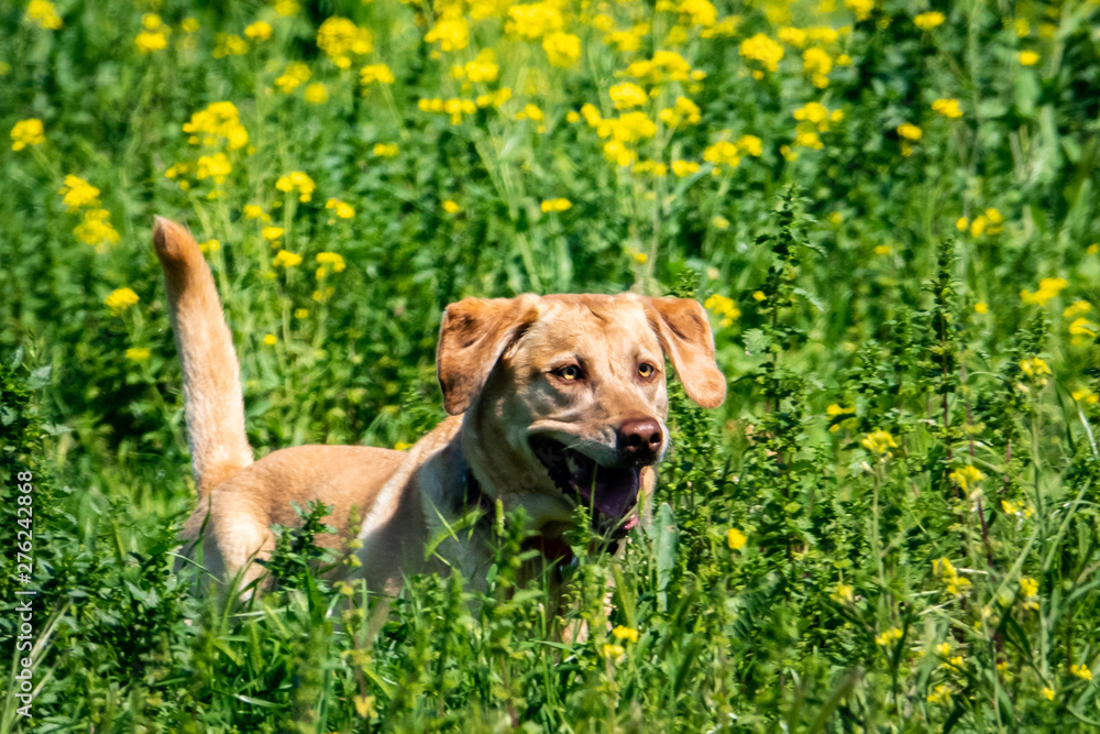 A happy yellow Labrador Redtriever (