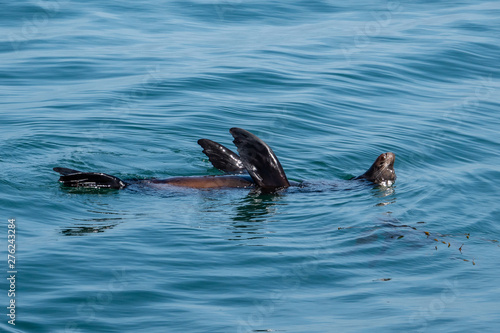 Sea Lions rest by floating on their backs along the rocky coast of the Monterey Bay in central California, after gorging on squid.