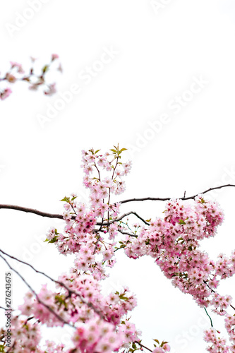 Pink cherry blossom flowers isolated on white background © Joshua