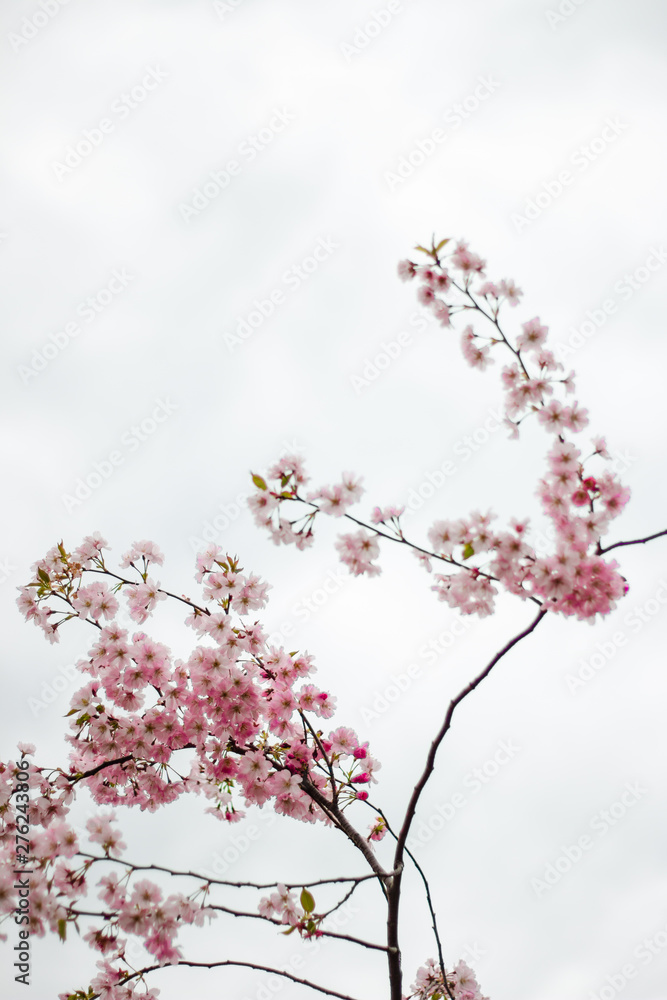 Pink cherry blossom flowers isolated on white background