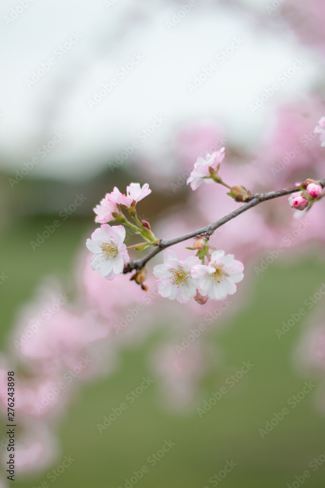 Pink cherry blossom flower spring background Pink cherry blossom flower spring background