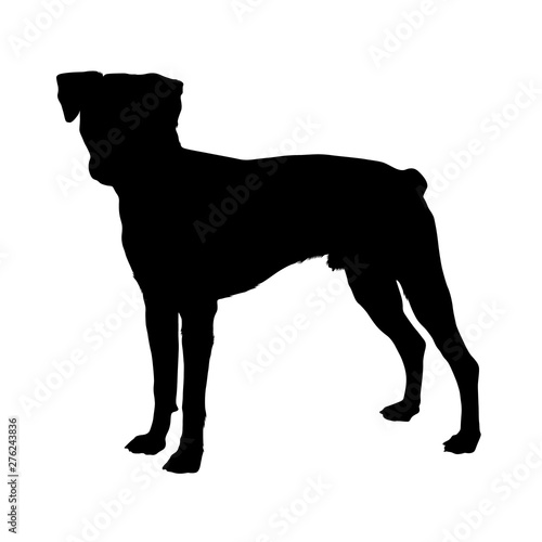 Brazilian Dog Standing On a White Background